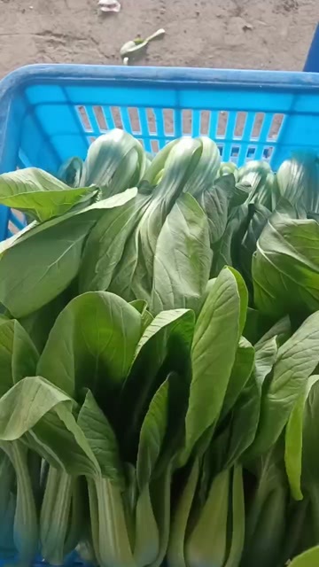 南通上海青