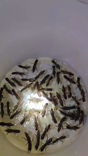 平南县蝼蛄