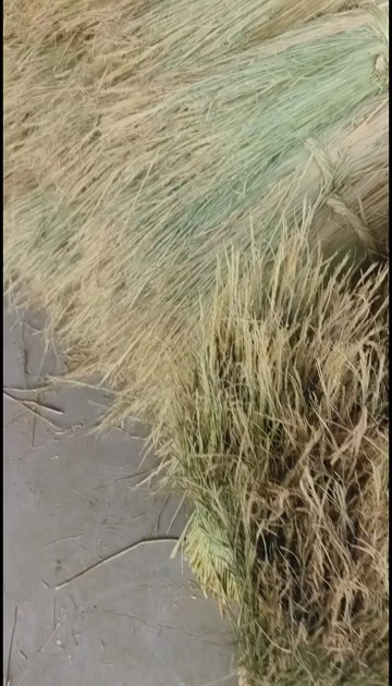 精品稻草使用捆绑酒厂