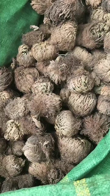 亳州亳州谯城产卷柏中药材全草类药材批发零售