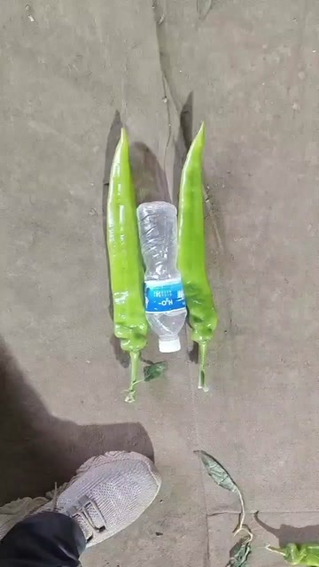 乐亭县颜色好，口感好，长度好