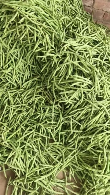 南宁四季豆大量上市中货好新鲜