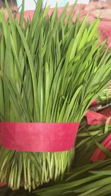聊城山东聊城产地韭菜