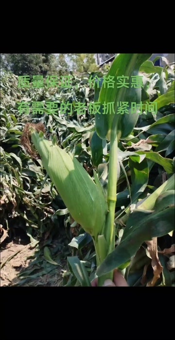 玉米秸秆草料，目前水分比较少，现做现发保证新鲜！#牛羊草料