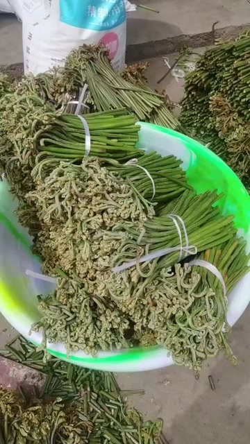 威宁县蕨苔