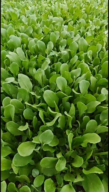 常熟市鸡毛菜