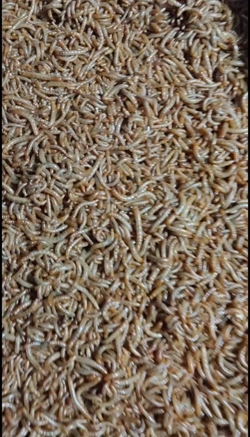 青阳县黄粉虫
