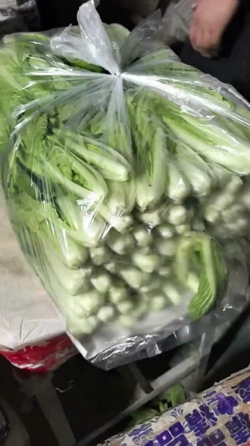 曹县山东菏泽新鲜奶白菜 绿色健康叶菜类蔬菜 曹县直发