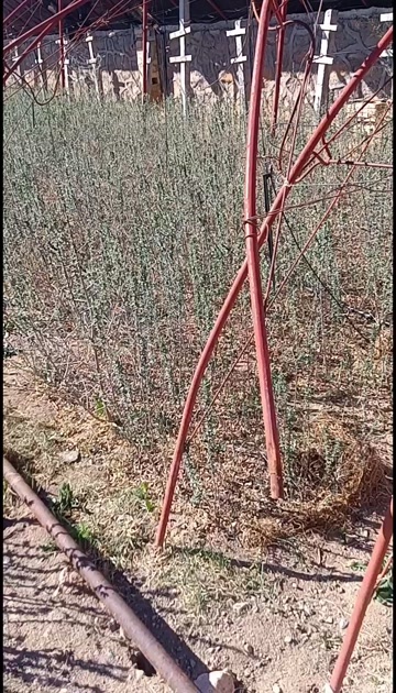 额敏县新疆塔城额敏县优质沙棘苗基地直销