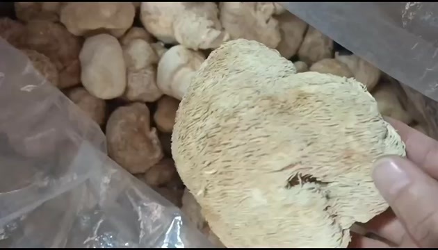 昆明猴头菇云南昆明猴头菇官渡区直发食用菌批发零售