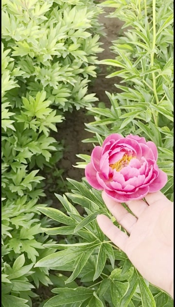 亳州芍药鲜切花