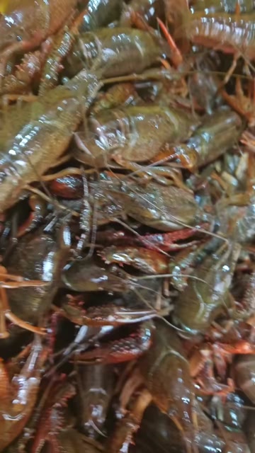 湖北潜江鲜活小龙虾小青中大青红湖北活虾水产清水硬规格基地直发