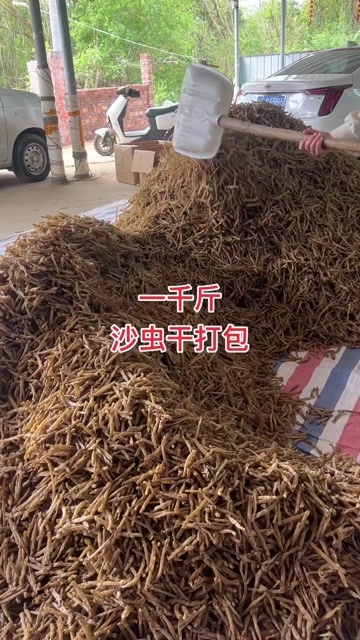 北海北海沙虫干 大量出货