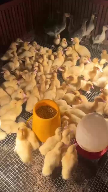 沭阳县小家伙们，开饭啦