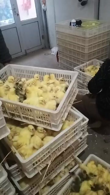 新泰市泰安新泰鸡苗，鸭苗，鹅苗供应。