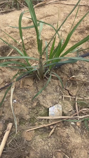 柳州广西柳州优质甘蔗苗基地直种苗  黑皮、黄皮 青皮 糖蔗全品类
