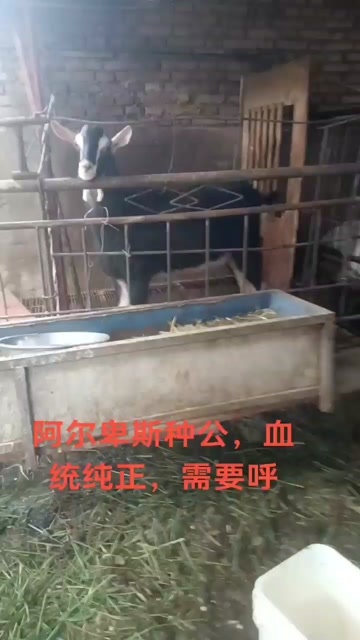 奶山羊