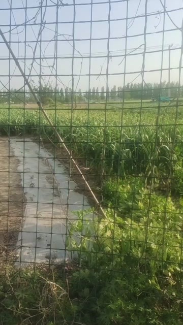 周口淮阳区刘振屯乡大蒜上市，客商需要联系