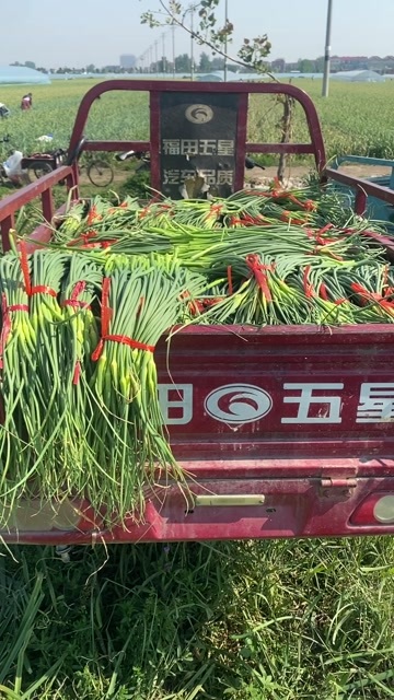 兰陵县蒜苔
