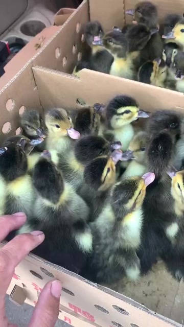 衡阳大种麻鸭苗 番鸭 蛋鸭 青头鸭 长期供应，品质保证包打疫苗