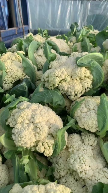 遂平县新鲜大棚花菜  现砍 有需要的欢迎前来采购