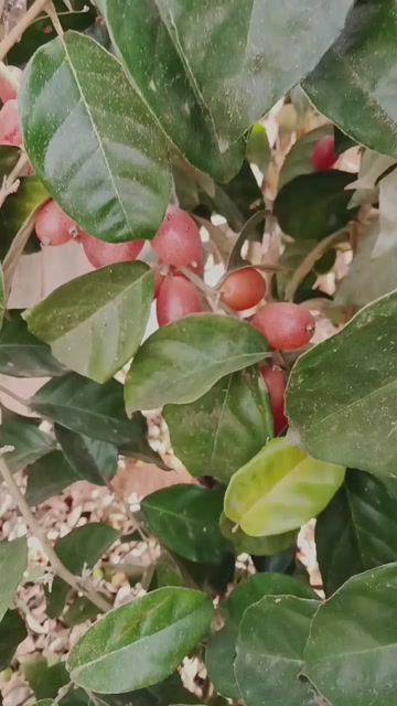 水果羊奶果