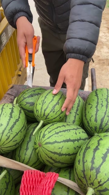 济南2k西瓜，13糖分左右，大量上市，实时报价.啥货啥价，不存在