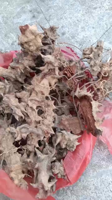 肇庆金岗头
