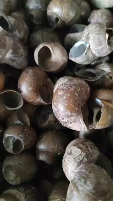 田螺壳