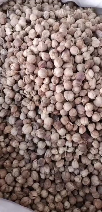 玉林白豆蔻