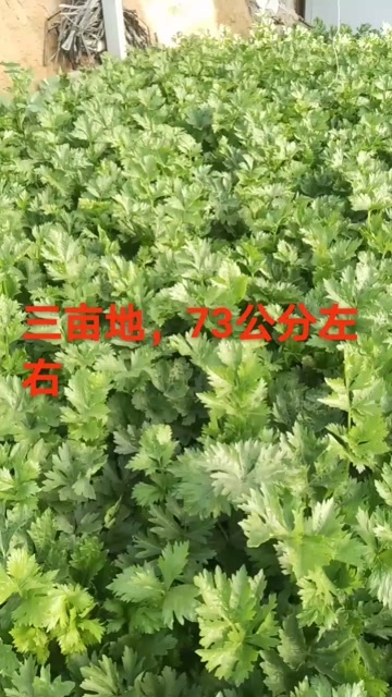 济南自家种植，五万斤西芹！