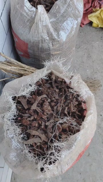 印江县骨碎补，扒岩姜，我们老家叫扒岩姜