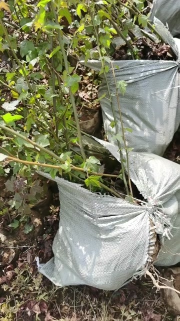 九江枫香杯苗