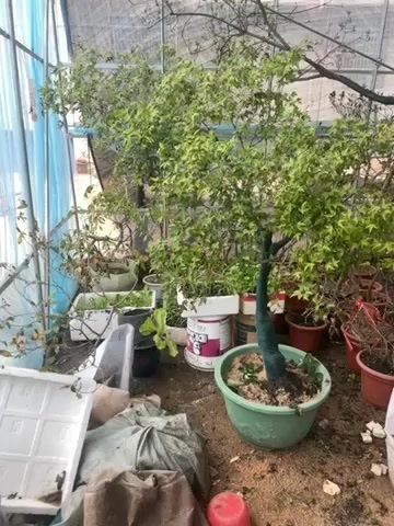 仙游县海岛栀子花