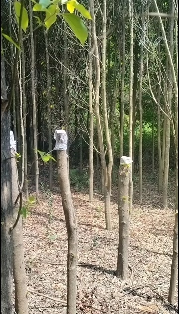 贵阳自家香樟树，价格优惠