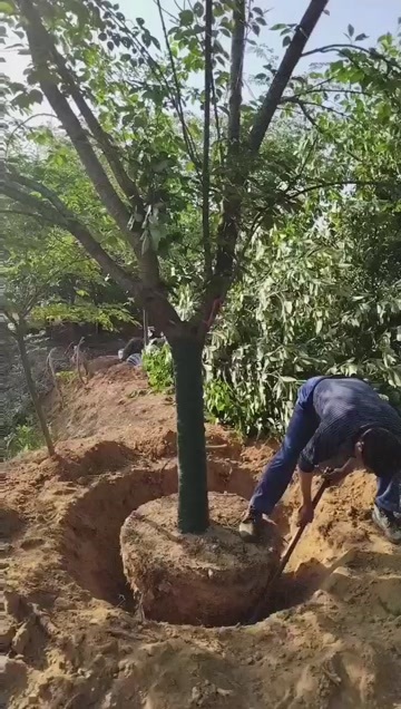 郴州基地直销 樱花树 绿化苗木 日本晚樱 中国红樱花 营养杯苗