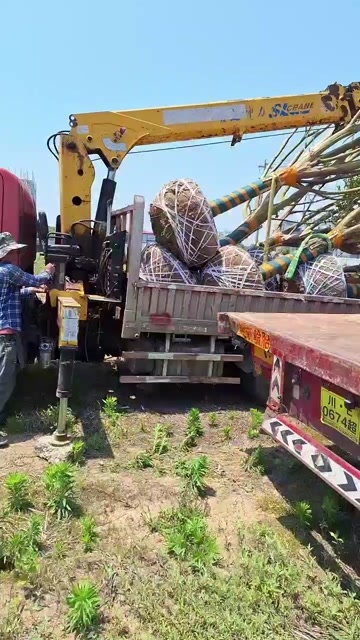 基地直销中国紫薇 紫薇树花 营养杯苗 绿化苗木