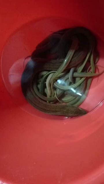 宁波黄鳝