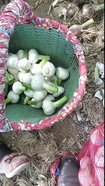 周口￼ 精品扒皮鲜蒜大量上市，产地直发，一货源长期供货