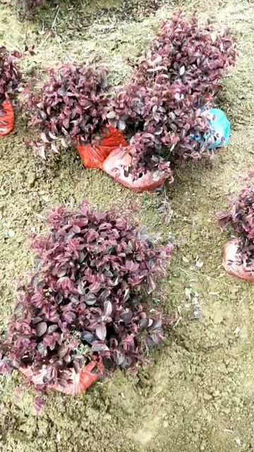 郴州湖南郴州 红花继木 小苗  营养杯苗 基地直销