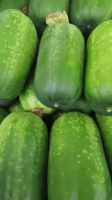 莘县优质冬瓜产地直供新鲜蔬菜瓜菜类批发