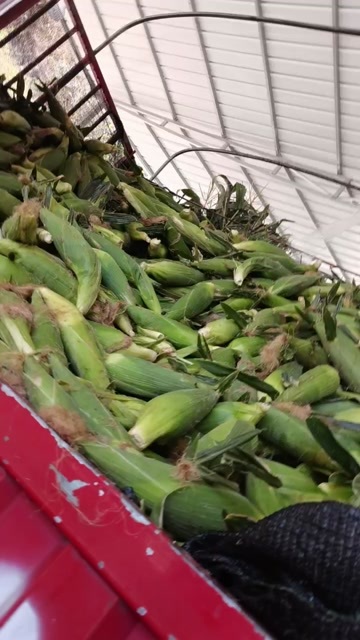 米易县攀枝花米易县新鲜水果玉米甜糯可口现摘现发