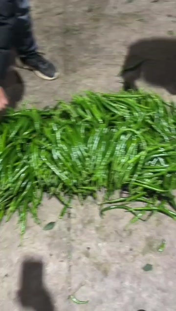 威宁县三号线椒