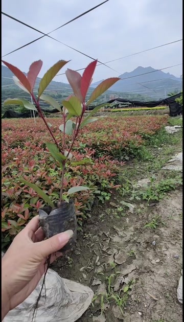 全国供货  红叶石楠基地直销 红叶石楠营养杯苗 绿化小苗