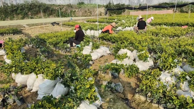 郴州湖南郴州 金森女贞大杯小杯苗大量供应 营养杯苗 基地直销