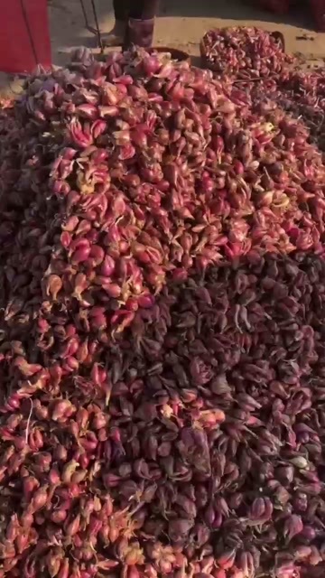蓬安县新鲜红葱头 天然种植优质蔬菜 直供批发