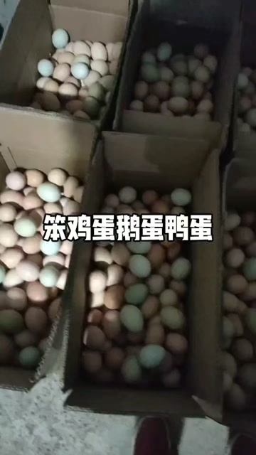 陈巴尔虎呼伦贝尔草原散养土鸡蛋新鲜直发