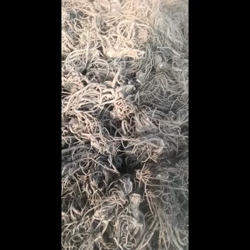 建昌县欧当归