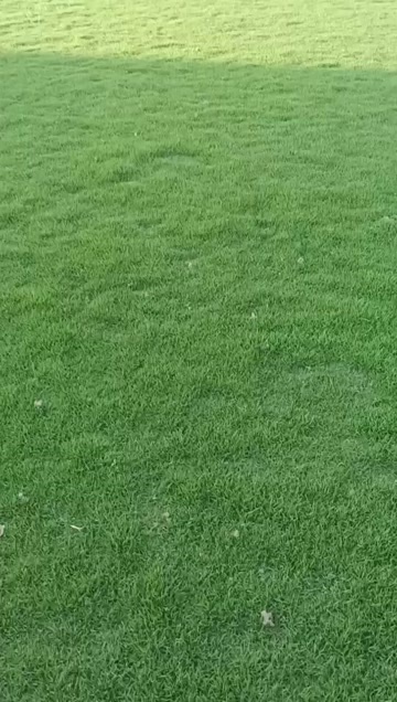 兰引三号草 绿化卷草 别墅绿化铺植草 基地直销