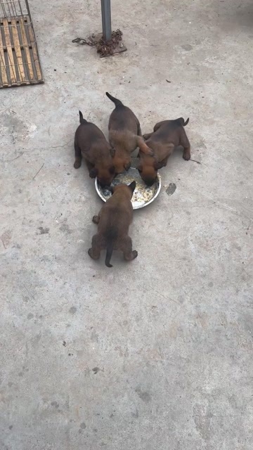 精品，爆红马犬，一个月整欢迎预定